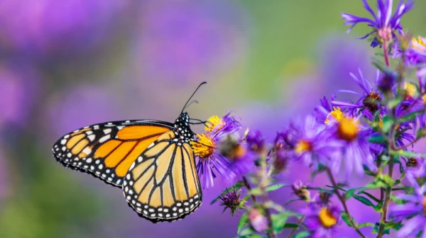 Wiosna, ach to ty! Scenariusz wydarzenia przedszkolnego
